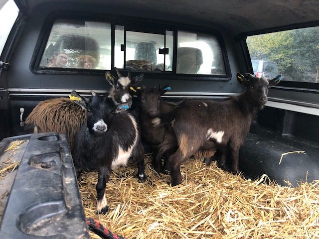 The Goats Have Arrived! 3 IMG 0050