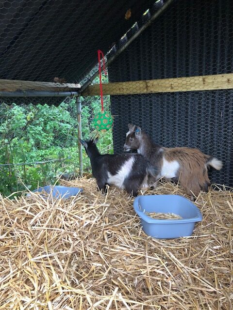 The Goats Have Arrived! 5 IMG 0062 rotated