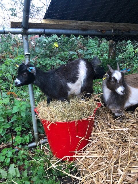The Goats Have Arrived! 6 IMG 0063 rotated