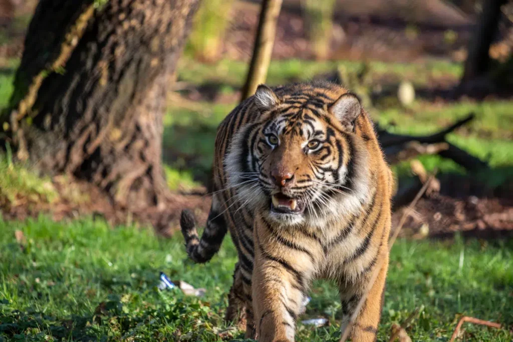 Paignton Zoo Visit 1 PZ PZ Tiger B Day AD LR 20.jpg