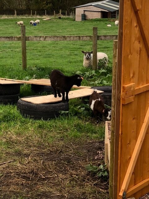 The Goats Have Arrived! 12 image11 rotated