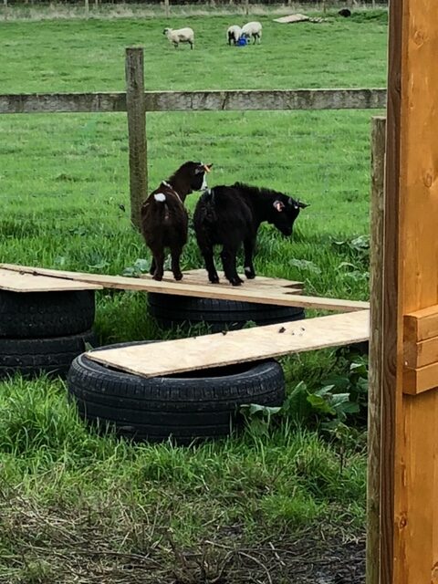 The Goats Have Arrived! 8 image6 rotated