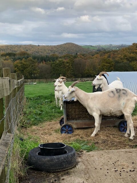 The Goats Have Arrived! 9 image7 rotated