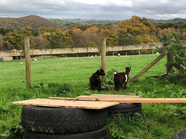 The Goats Have Arrived! 10 image8