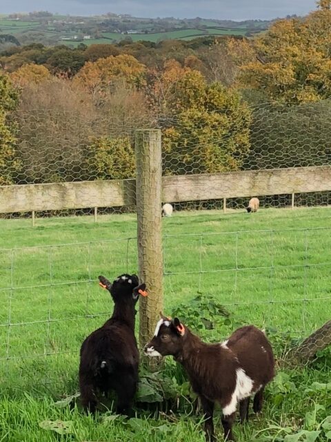 The Goats Have Arrived! 11 image9 rotated
