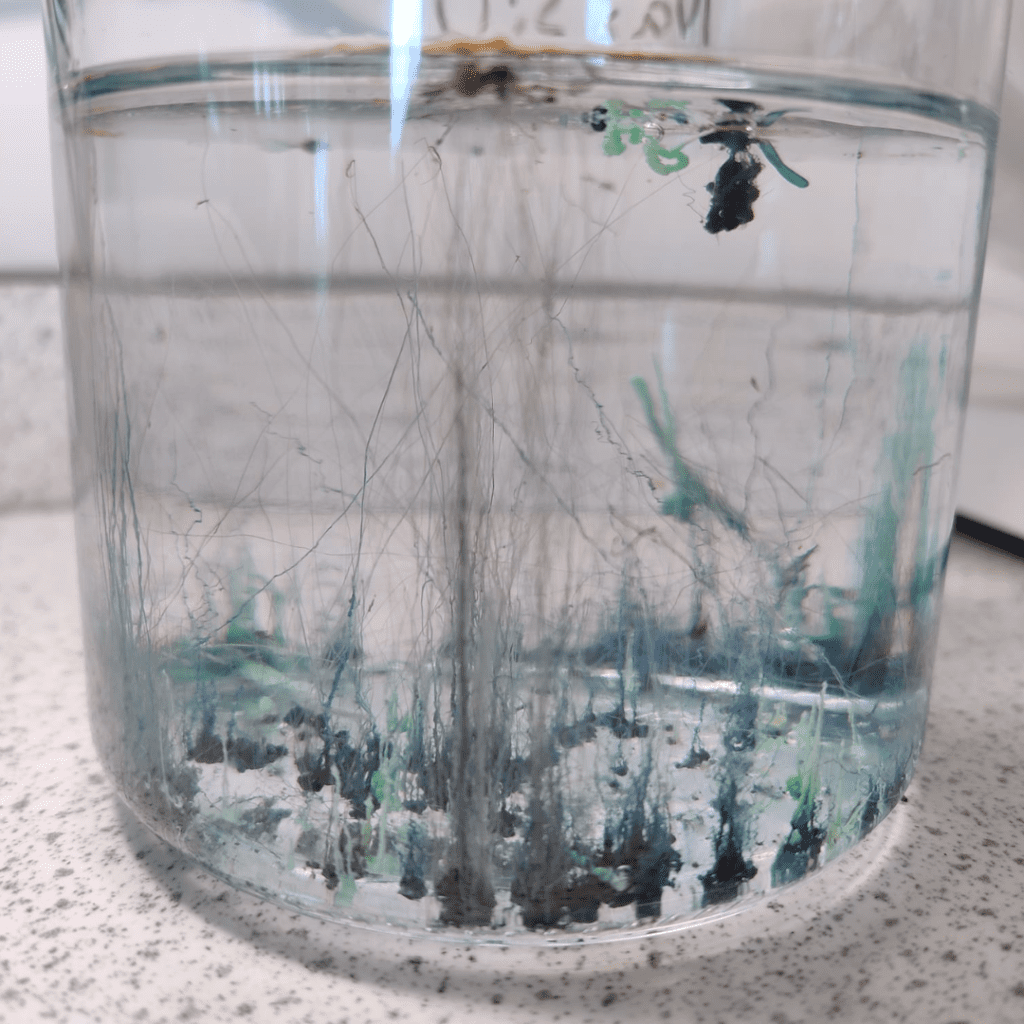 Change & Adapt: British Science Week 2025 12 15