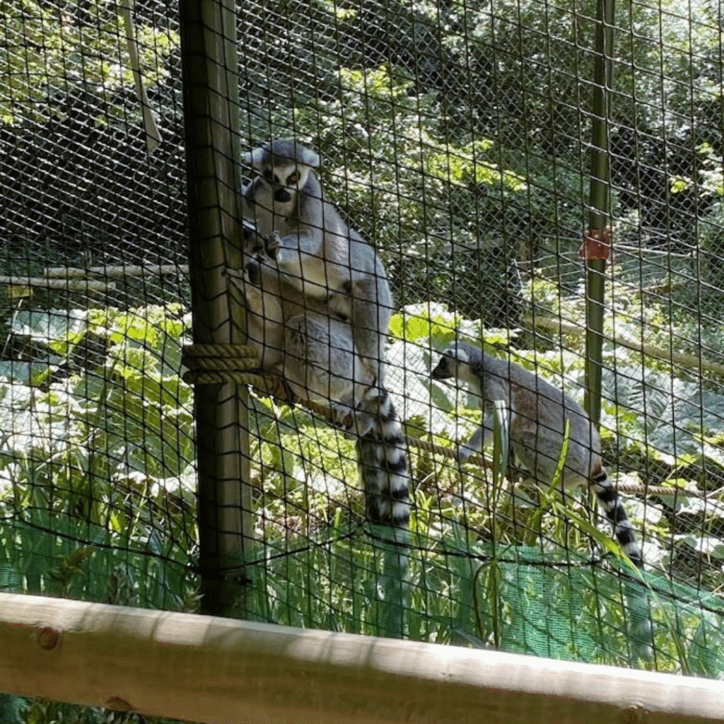 Paignton Zoo 1 14