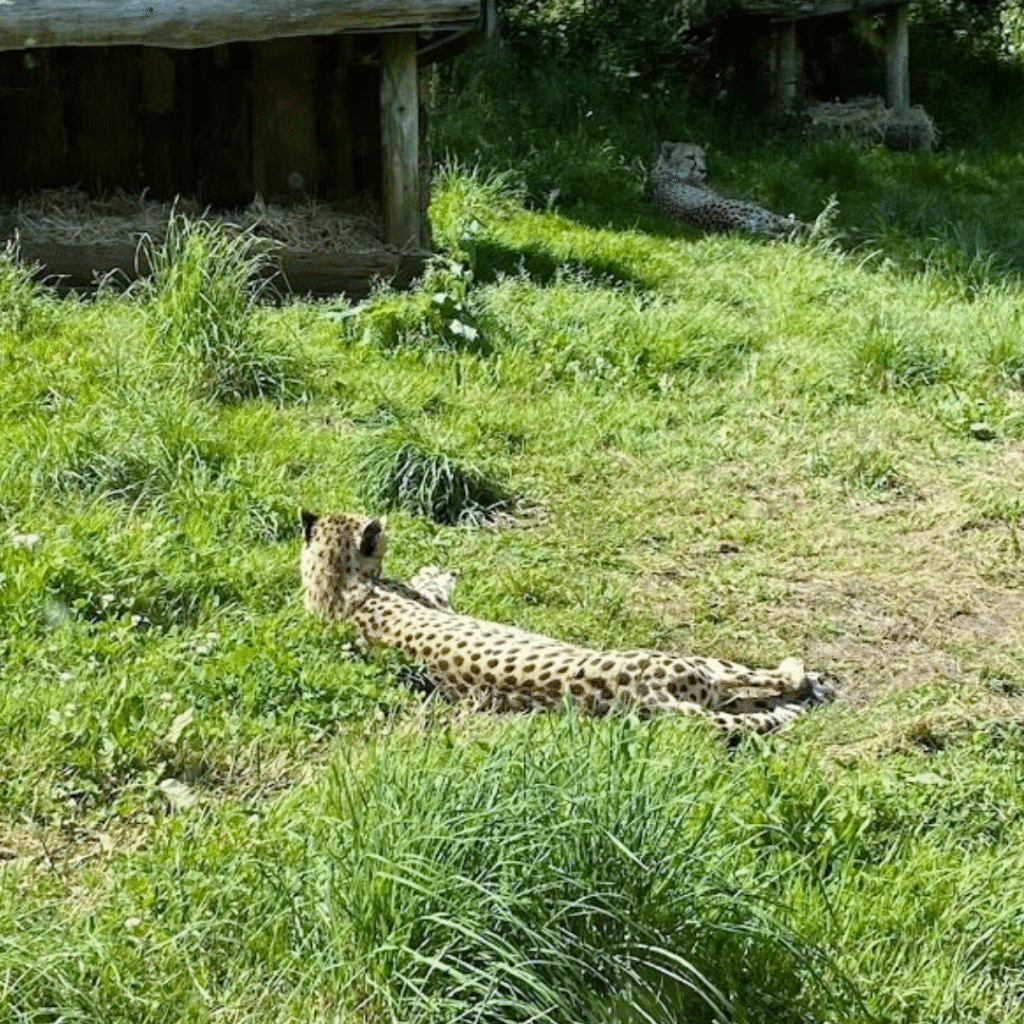 Paignton Zoo 2 15