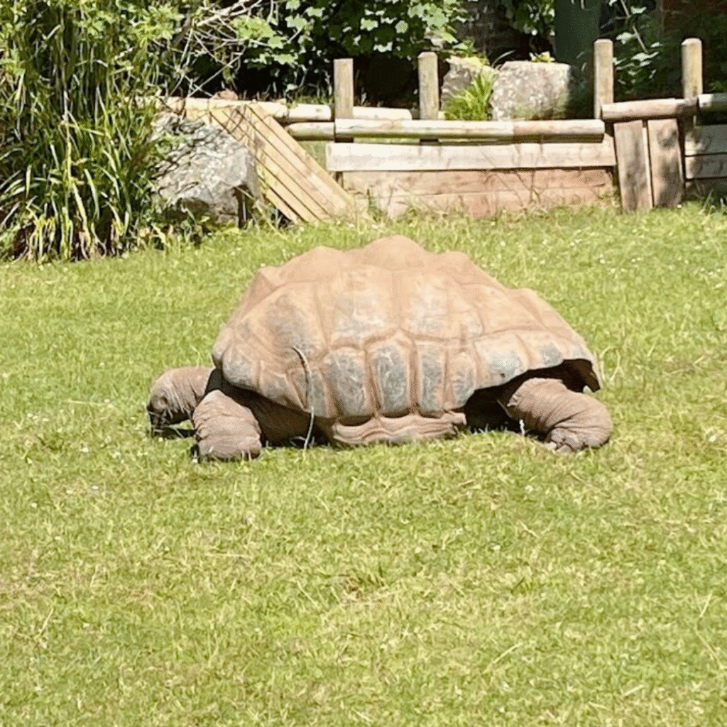 Paignton Zoo 4 17