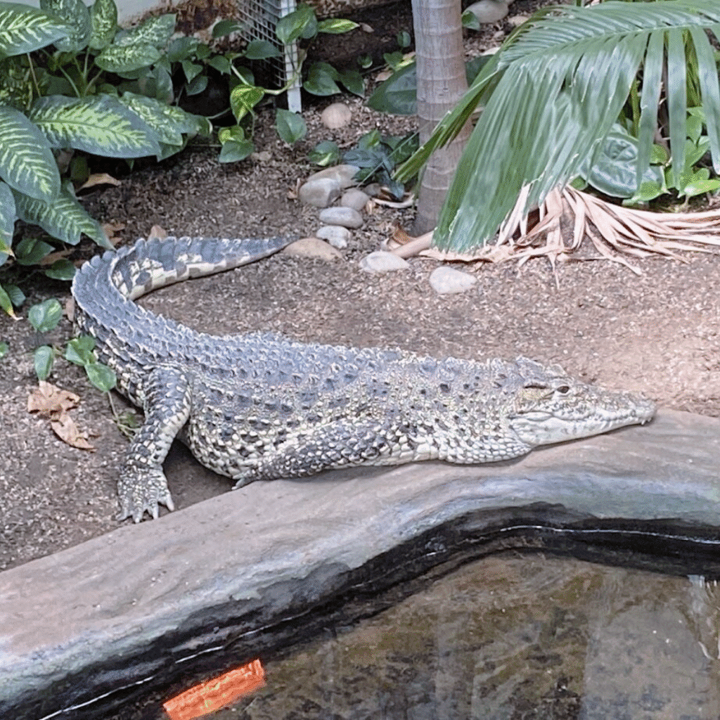 Paignton Zoo 5 18