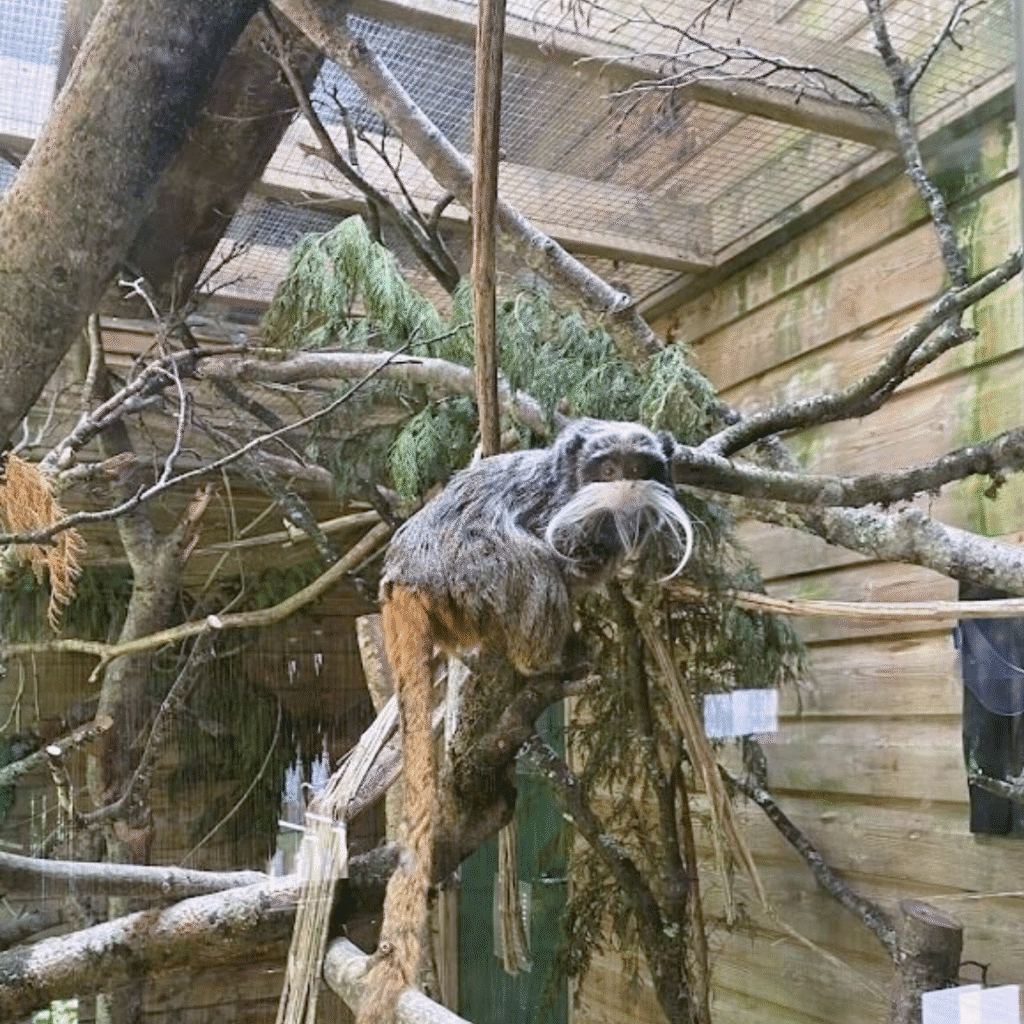 Paignton Zoo 7 20