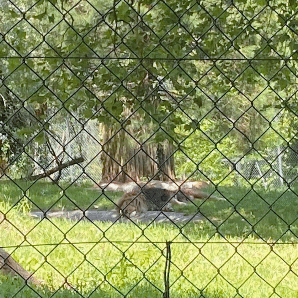Paignton Zoo 8 21