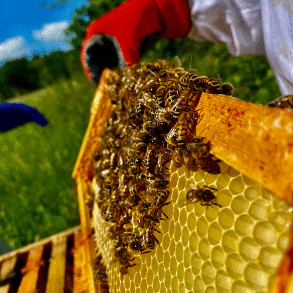 Beekeeping at Brocks 1 22
