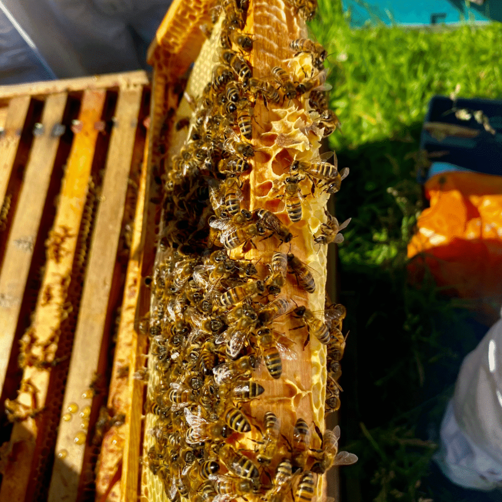 Beekeeping at Brocks 3 24