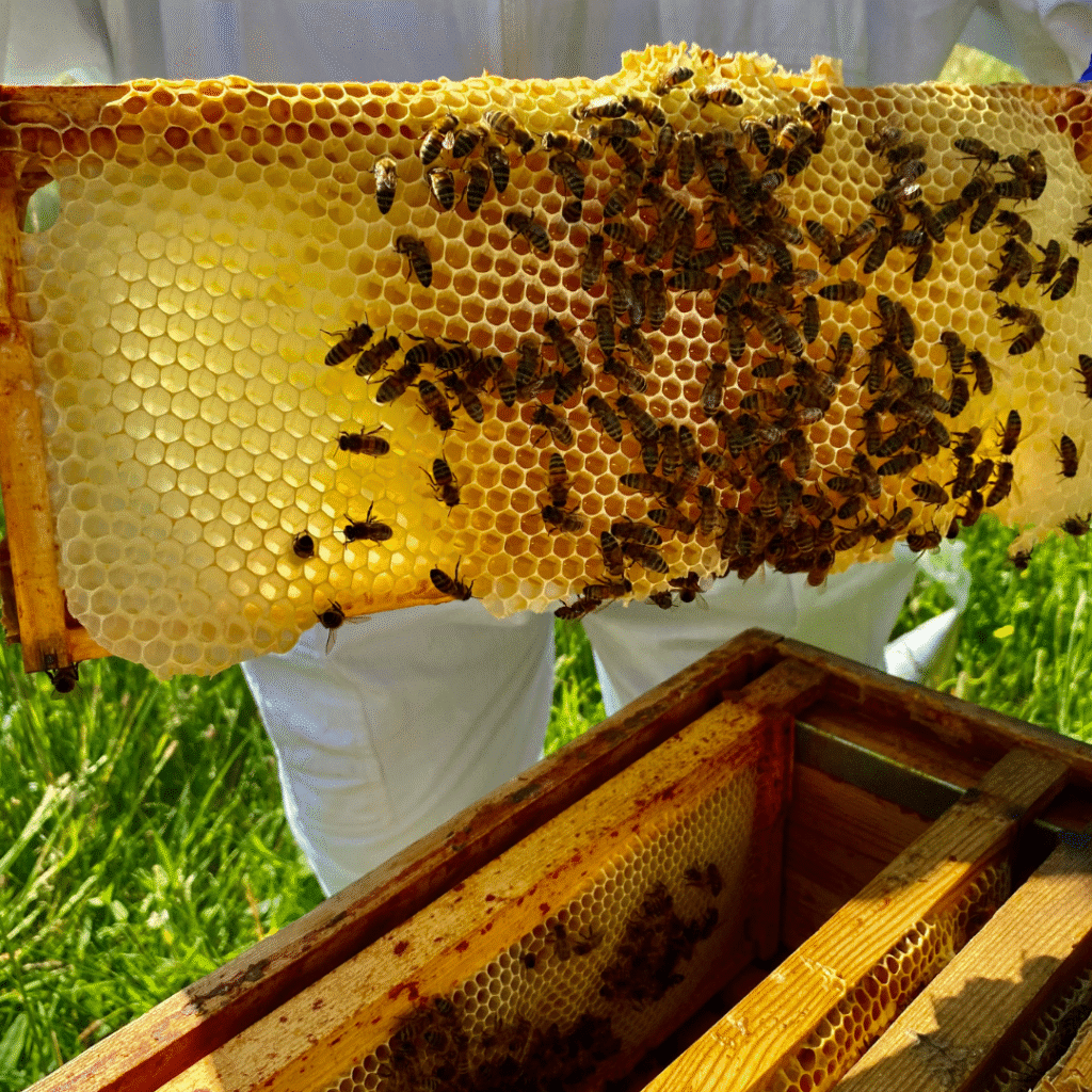 Beekeeping at Brocks 5 25